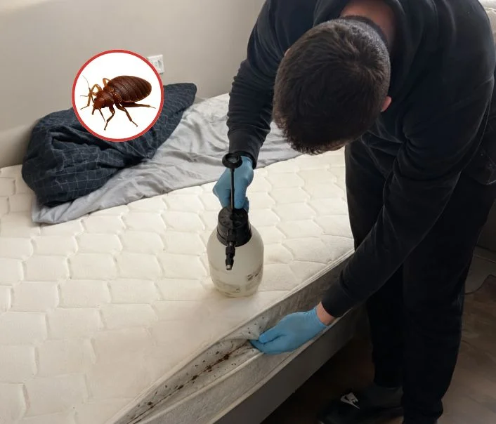 Technicien traitant un matelas contre les punaises de lit à Fontaine-la-Rivière
